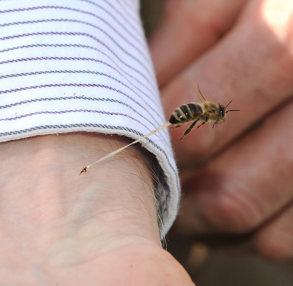19. Una abeja pica a Kathy Keatley Garvey de UC Davis por última vez