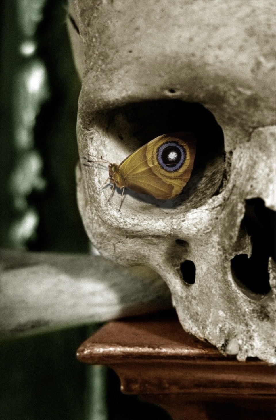 23. Una polilla polyphemus descansa en un cráneo humano