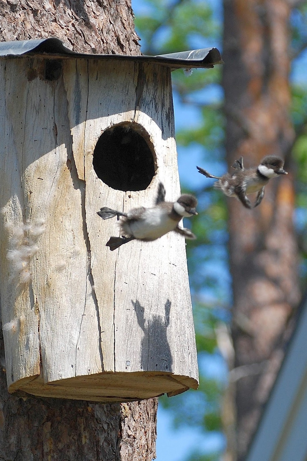30. Gansos canadienses bebés dejando el nido por primera vez