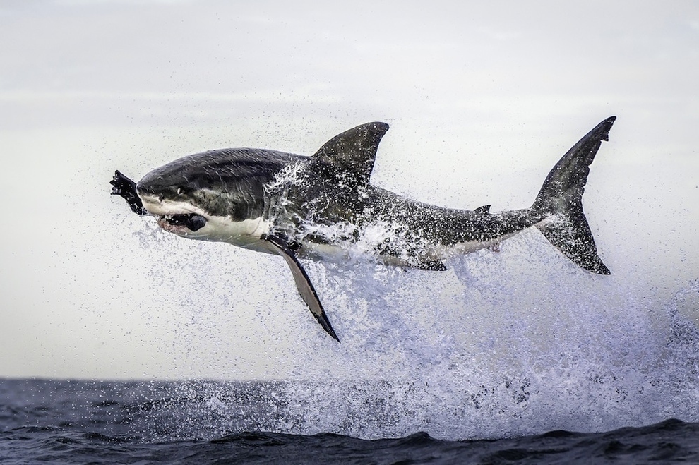 5. Un gran tiburón blanco se vuelve aéreo en la Ciudad del Cabo, Sudáfrica