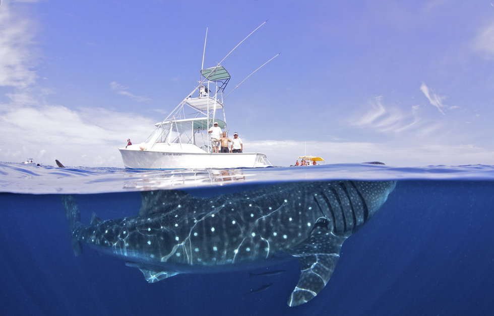 8. Un curioso tiburón ballena visita a un barco