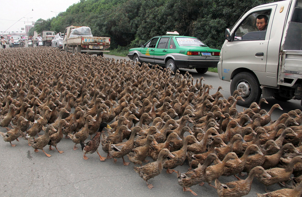 9. El tráfico se detiene pues más de 5.000 patos cruzan la calle en Zhejiang, China