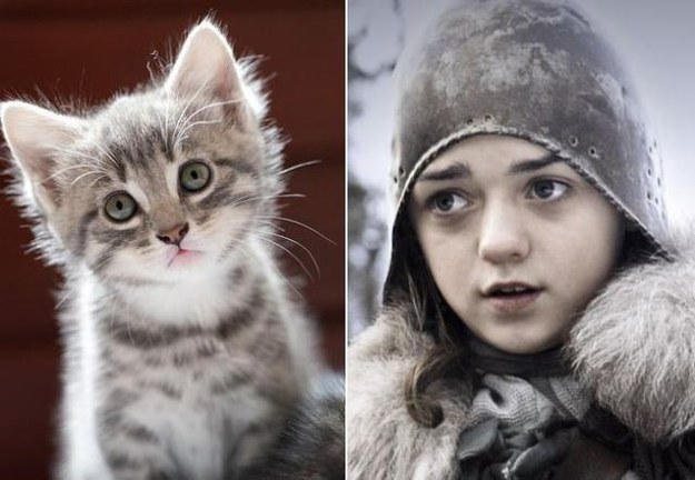 personajes game of thrones version gato (2)