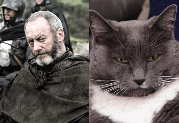 personajes game of thrones version gato (4)